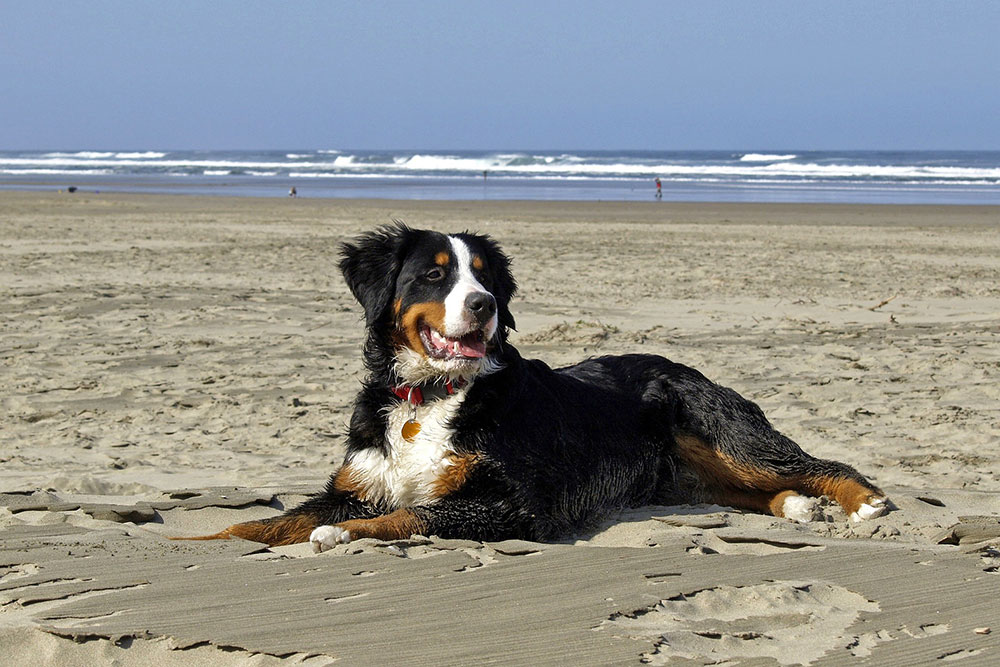 Bernese Mountain dog on the sand at West Wittering beach during one of the dog friendly days out while staying at Wallops Wood